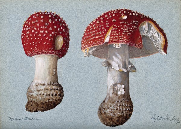 Fungi, Folklore, and Fairyland